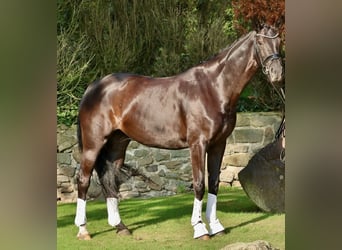 Deutsches Reitpferd, Stute, 10 Jahre, 170 cm, Rappe