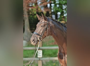 Deutsches Reitpferd, Stute, 10 Jahre, 170 cm, Rappe