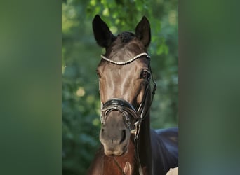 Deutsches Reitpferd, Stute, 10 Jahre, 170 cm, Rappe