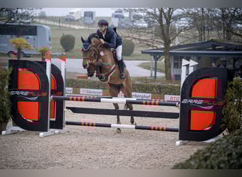 Deutsches Reitpferd, Stute, 10 Jahre, 172 cm, Brauner