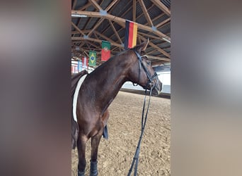 Deutsches Reitpferd, Stute, 10 Jahre, 180 cm, Dunkelfuchs