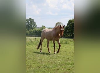 Deutsches Reitpferd, Stute, 10 Jahre, Roan-Red