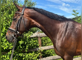 Deutsches Reitpferd, Stute, 11 Jahre, 160 cm, Dunkelbrauner