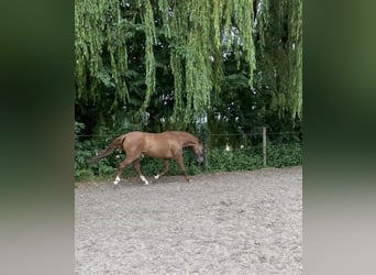 Deutsches Reitpferd, Stute, 11 Jahre, 160 cm, Fuchs