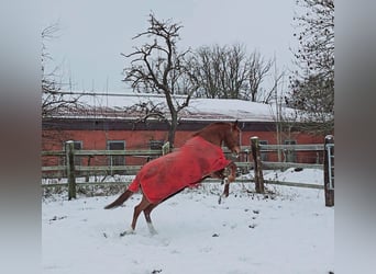 Deutsches Reitpferd, Stute, 11 Jahre, 161 cm, Fuchs