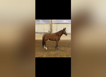Deutsches Reitpferd, Stute, 11 Jahre, 161 cm, Fuchs