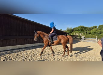 Deutsches Reitpferd, Stute, 11 Jahre, 163 cm, Fuchs