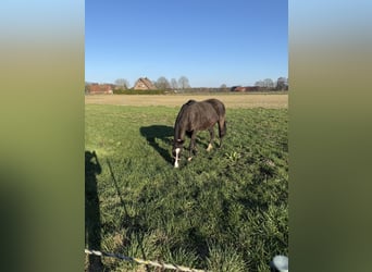 Deutsches Reitpferd, Stute, 11 Jahre, 165 cm, Brauner