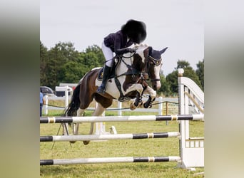 Deutsches Reitpferd, Stute, 11 Jahre, 165 cm, Schecke