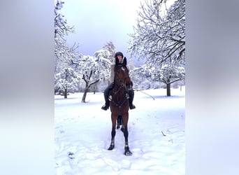 Deutsches Reitpferd, Stute, 11 Jahre, 167 cm, Brauner