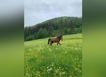 Deutsches Reitpferd, Stute, 11 Jahre, 167 cm, Brauner