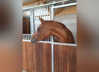 Deutsches Reitpferd, Stute, 11 Jahre, 169 cm, Fuchs