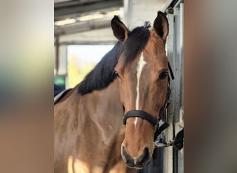 Deutsches Reitpferd, Stute, 11 Jahre, 170 cm, Brauner