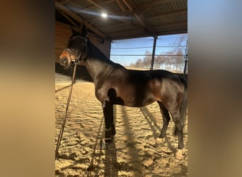 Deutsches Reitpferd, Stute, 11 Jahre, 175 cm, Dunkelbrauner