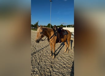 Deutsches Reitpferd, Stute, 12 Jahre, 152 cm, Palomino