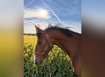 Deutsches Reitpferd, Stute, 12 Jahre, 160 cm, Brauner