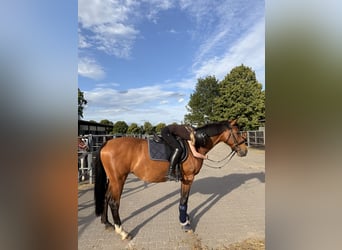 Deutsches Reitpferd, Stute, 12 Jahre, 160 cm, Brauner