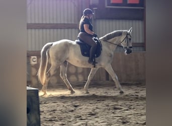 Deutsches Reitpferd, Stute, 12 Jahre, 165 cm, Schimmel