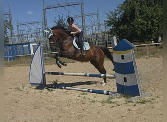 Deutsches Reitpferd, Stute, 12 Jahre, 166 cm, Brauner