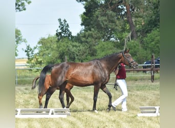 Deutsches Reitpferd, Stute, 12 Jahre, 167 cm, Brauner