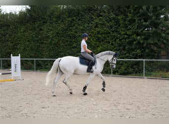 Deutsches Reitpferd, Stute, 12 Jahre, 168 cm, Schimmel