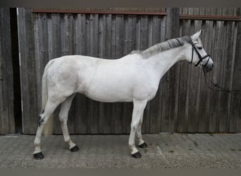 Deutsches Reitpferd, Stute, 12 Jahre, 168 cm, Schimmel