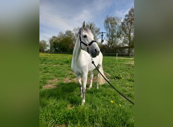 Deutsches Reitpferd, Stute, 12 Jahre, 168 cm, Schimmel