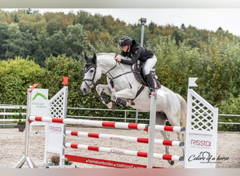 Deutsches Reitpferd, Stute, 12 Jahre, 168 cm, Schimmel