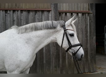 Deutsches Reitpferd, Stute, 12 Jahre, 168 cm, Schimmel