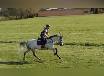 Deutsches Reitpferd, Stute, 12 Jahre, 168 cm, Schimmel