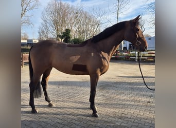 Deutsches Reitpferd, Stute, 12 Jahre, 170 cm, Brauner