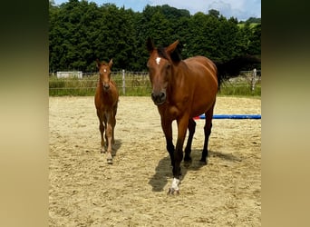 Deutsches Reitpferd, Stute, 12 Jahre, 170 cm, Brauner