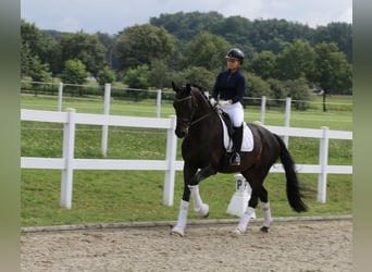 Deutsches Reitpferd, Stute, 12 Jahre, 170 cm, Dunkelbrauner