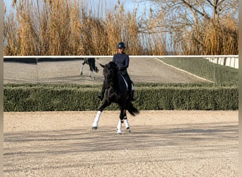 Deutsches Reitpferd, Stute, 12 Jahre, 172 cm, Rappe