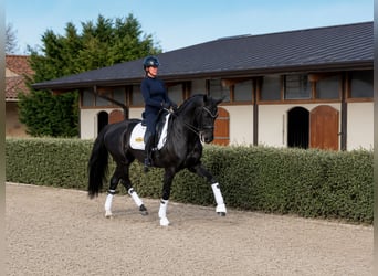 Deutsches Reitpferd, Stute, 12 Jahre, 172 cm, Rappe