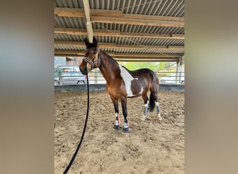 Deutsches Reitpferd Mix, Stute, 12 Jahre, 172 cm, Schecke