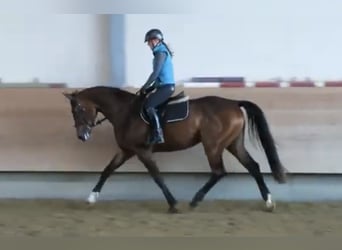 Deutsches Reitpferd, Stute, 12 Jahre, 173 cm, Brauner Deutsches Reitpferd, Stute, 12 Jahre, 173 cm, Brauner