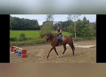 Deutsches Reitpferd, Stute, 12 Jahre, 173 cm, Brauner Deutsches Reitpferd, Stute, 12 Jahre, 173 cm, Brauner
