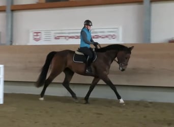 Deutsches Reitpferd, Stute, 12 Jahre, 173 cm, Brauner Deutsches Reitpferd, Stute, 12 Jahre, 173 cm, Brauner
