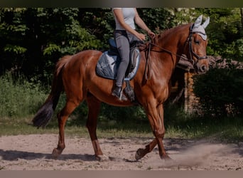 Deutsches Reitpferd, Stute, 12 Jahre, Brauner