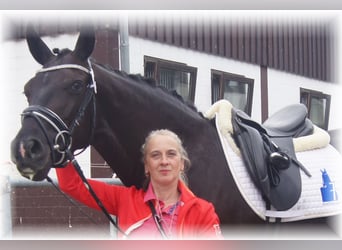 Deutsches Reitpferd, Stute, 12 Jahre