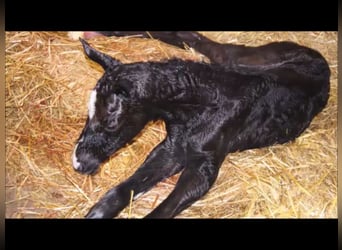 Deutsches Reitpferd, Stute, 12 Jahre