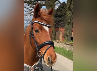 Deutsches Reitpferd, Stute, 13 Jahre, 147 cm, Fuchs