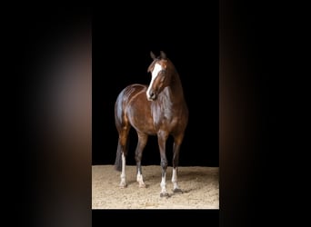 Deutsches Reitpferd, Stute, 13 Jahre, 154 cm, Dunkelbrauner