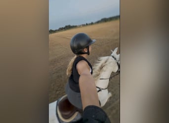 Deutsches Reitpferd, Stute, 13 Jahre, 162 cm, Schimmel