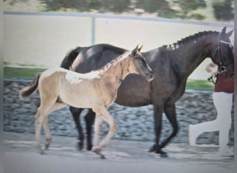 Deutsches Reitpferd, Stute, 13 Jahre, 163 cm, Schwarzbrauner
