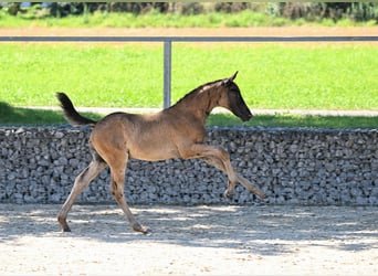 Deutsches Reitpferd, Stute, 13 Jahre, 163 cm, Schwarzbrauner