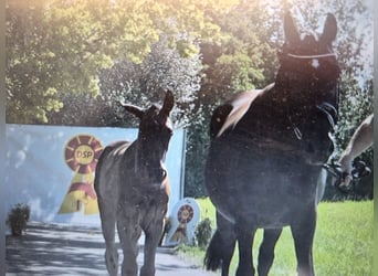 Deutsches Reitpferd, Stute, 13 Jahre, 163 cm, Schwarzbrauner