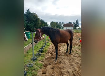Deutsches Reitpferd, Stute, 13 Jahre, 165 cm, Brauner