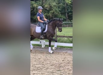 Deutsches Reitpferd, Stute, 13 Jahre, 165 cm, Dunkelbrauner
